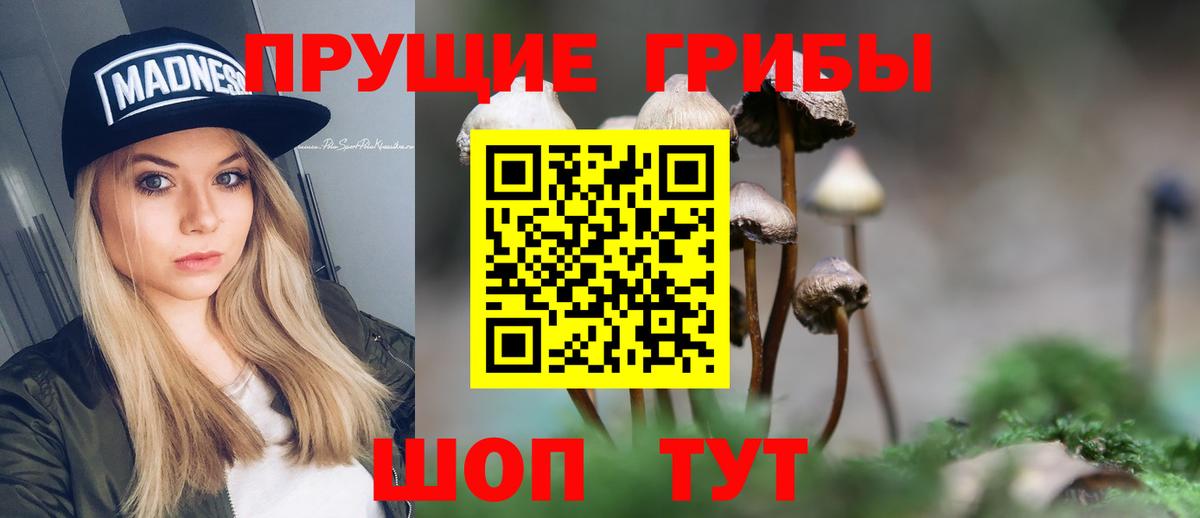 Псилоцибиновые грибы GOLDEN TEACHER  цены наркотик  Карачаевск  Псилоцибиновые грибы мицелий  Вход с VPN 